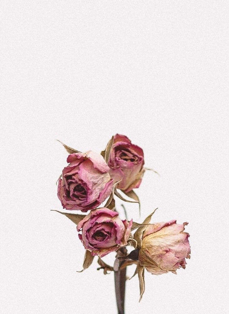 Dry roses